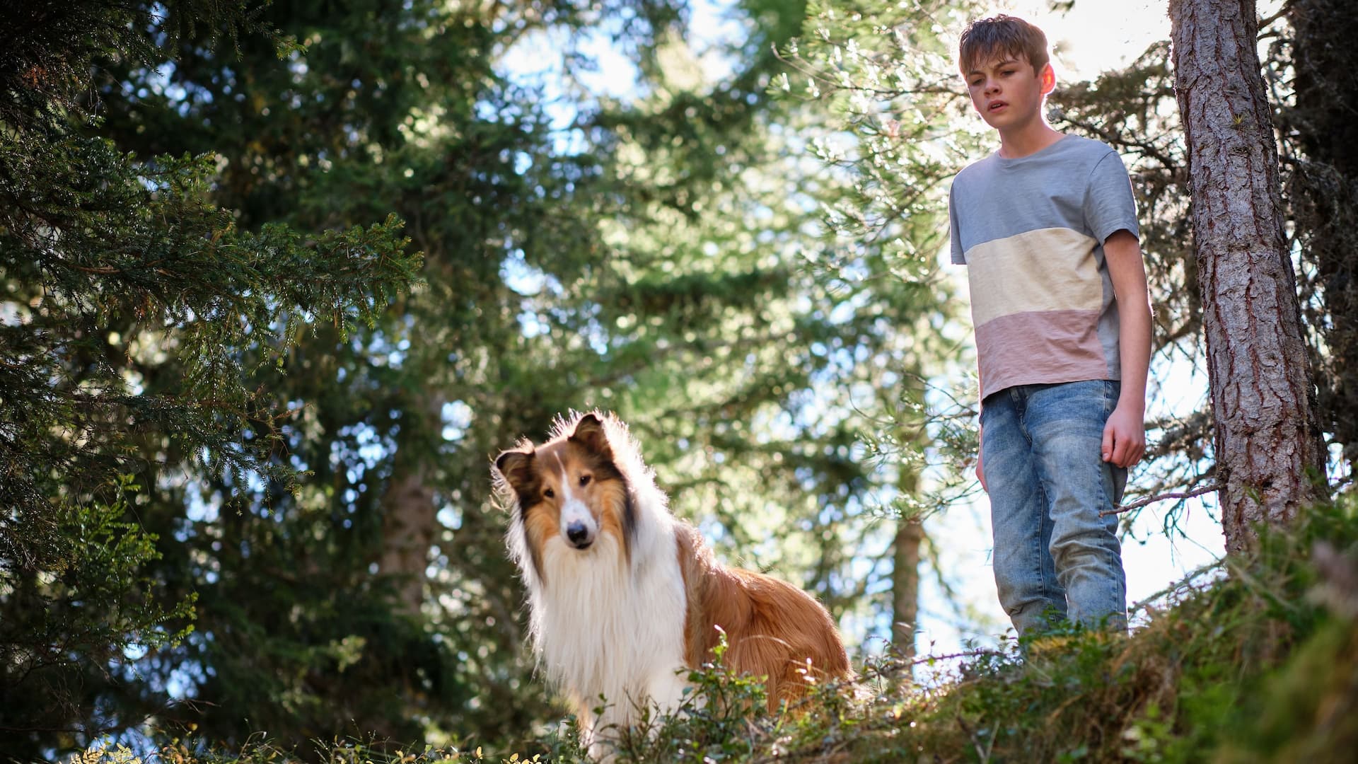 Lassie: Yepyeni Bir Macera