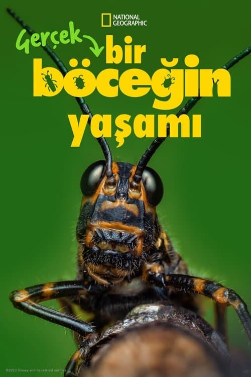 Gerçek Bir Böceğin Yaşamı